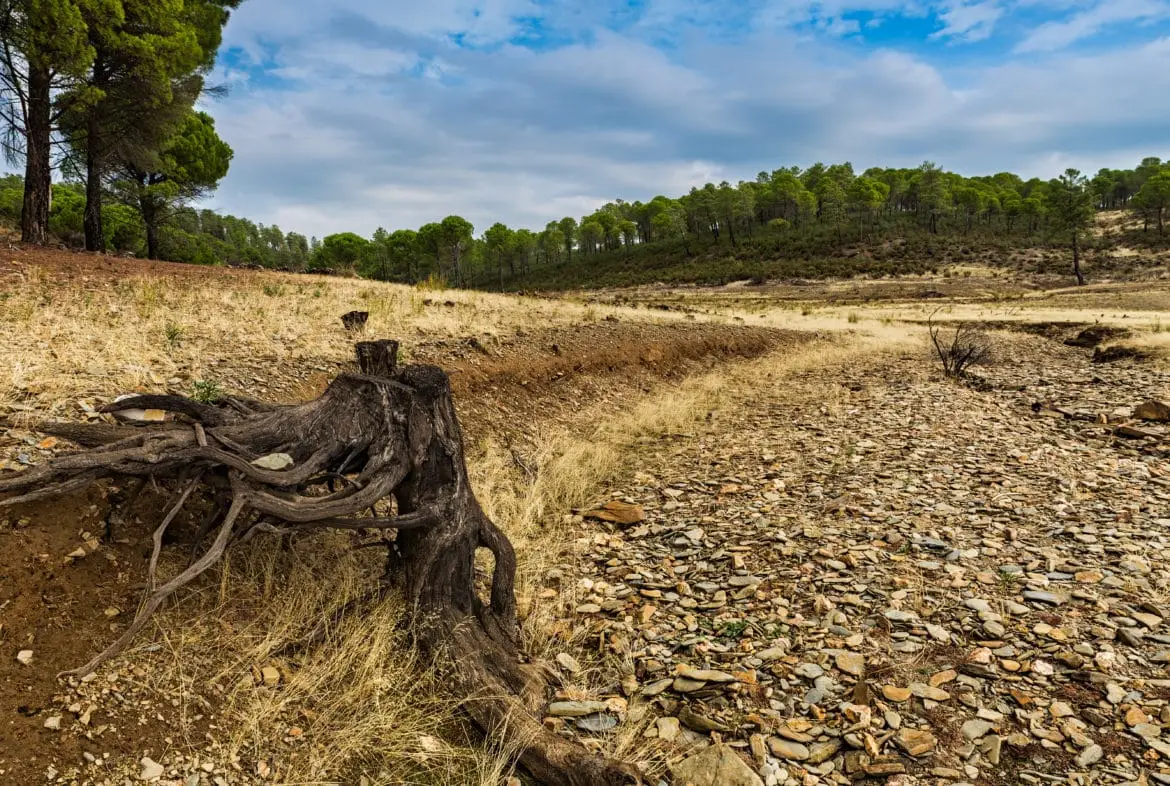 déforestation déforestation