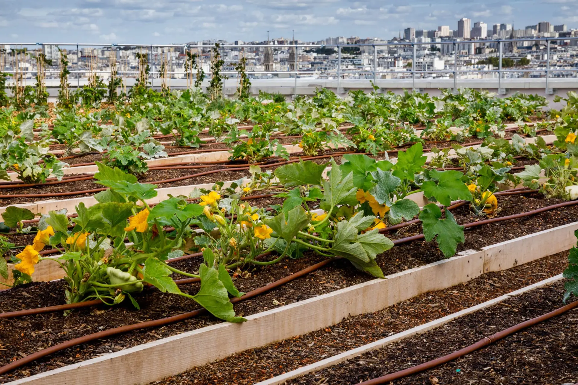 Opéra de Paris : L'excellence artistique face aux grands défis environnementaux 10 Agriculture urbaine sur le toit de lOpera Bastille © E. Bauer OnP scaled