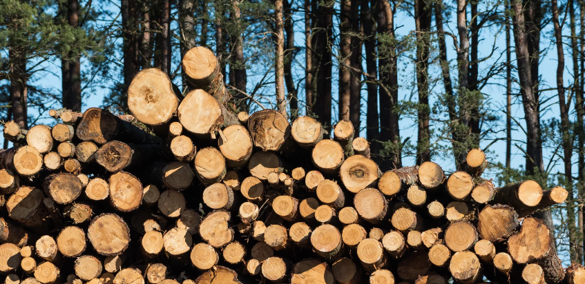 L’Office National des Forêts publie en appelle à un soutien accru de l’Etat pour répondre au défi de la transition écologique