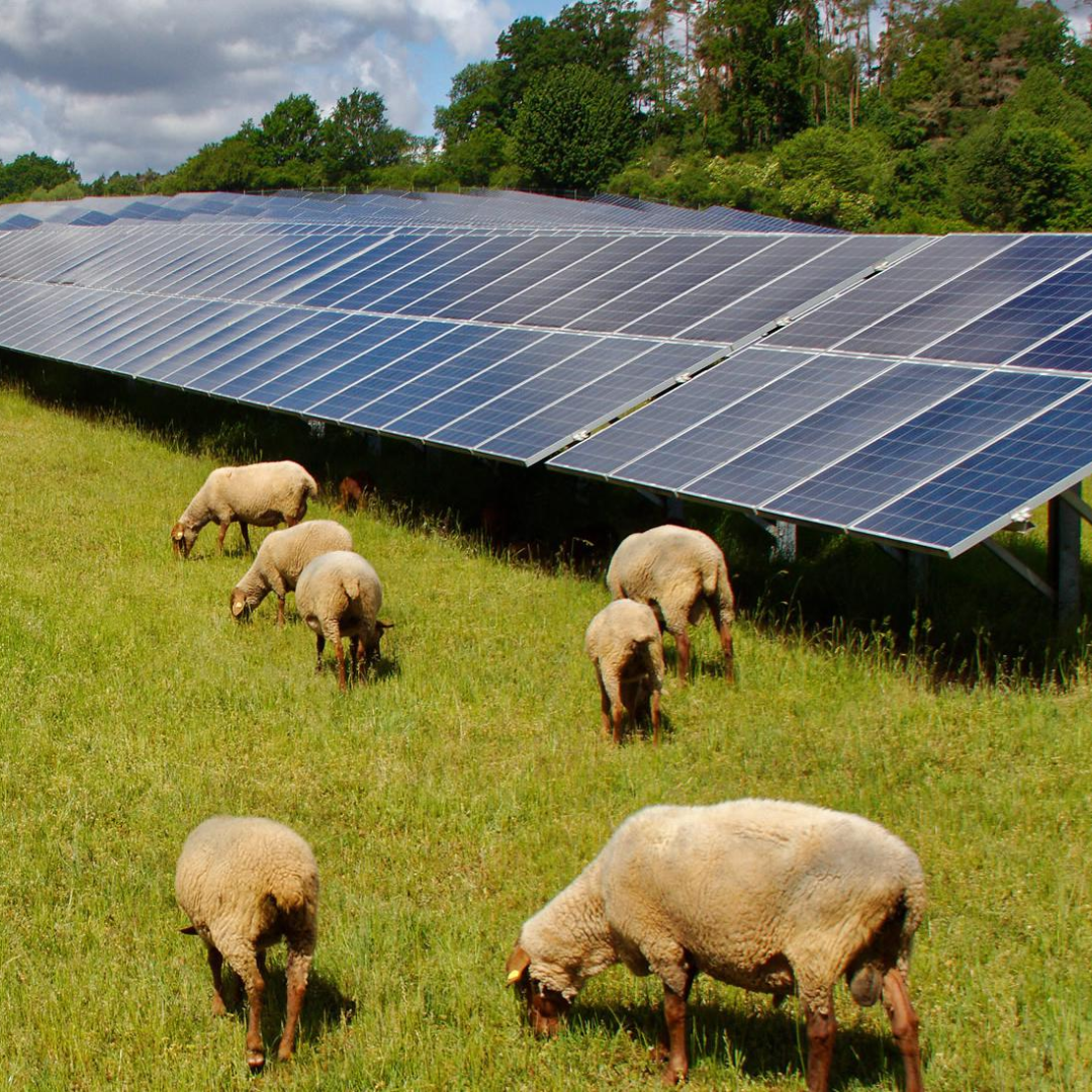 agrivoltaisme agrivoltaisme
