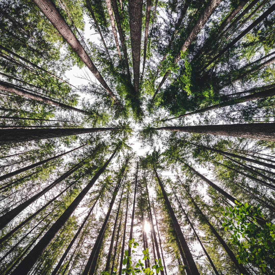 The Shift Project The Shift Project