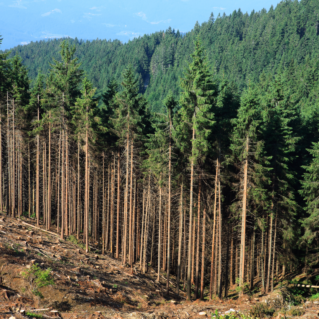 Déforestation : l’Europe revoit ses ambitions à la baisse Déforestation : l’Europe revoit ses ambitions à la baisse